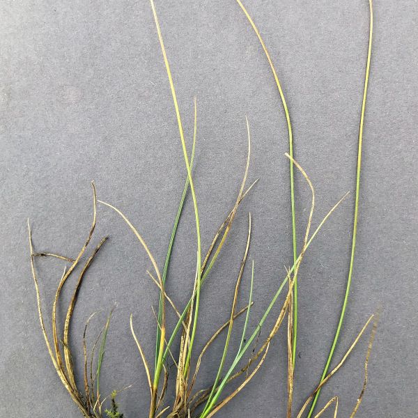 Carex glareosa Fi Alta Transfarelva 2021.08 9 R.Elven a
